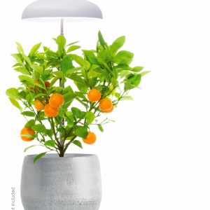 Ledvance iekštelpu augu lampa